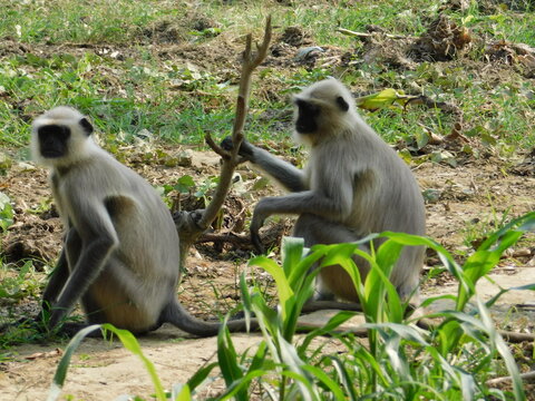 Gray langur close up , indian monkey, black face monkey, face close up	