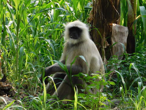 Gray langur close up , indian monkey, black face monkey, face close up	