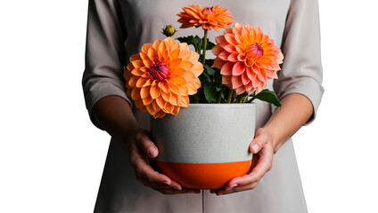 pot of flowers in female hands isolated