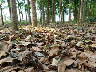 Obraz premium Background of colorful autumn leaves on forest floor . Abstract autumn leaves in autumn suitable as background . Autumn leaves on a meadow . Yellow leaves on the floor .