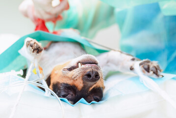 In the veterinary hospital operating room, the dog has an abdominal operation. Animal sick dog Jack...