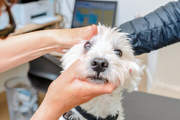 A professional veterinarian examines eyes of a young white Cairn Terrier dog in her veterinary clinic.