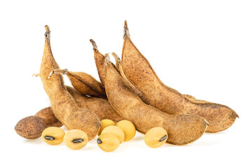 Agriculture - dried soy pods and soybeans isolated on a white background. Protein plant for health food.