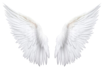 Obraz premium PNG Pair of angel wings white bird white background