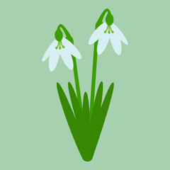 Snowdrop with green leaves isolated on a green background. Spring flower. Flat style. Colored icon, vector Illustration.