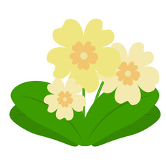 Yellow flowers and green primrose leaves isolated on a white background. Spring flower. Flat style. Colored icon, vector Illustration. 