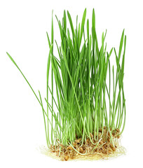 Fresh sprouted wheat grass isolated on a white background. Young wheat sprouts. Wheat plants with roots.