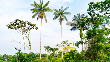 Trees of the Ecuadorian Amazon rainforest