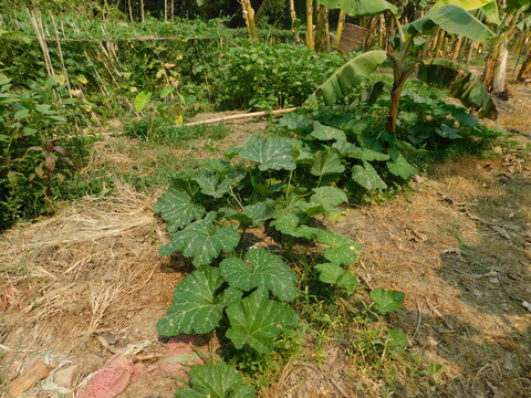 young pumpkin trees at natural open air garden