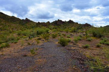 Sonora Desert Arizona Picacho Peak State Park - 786309463