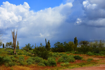Central Sonora Desert Arizona - 786309638