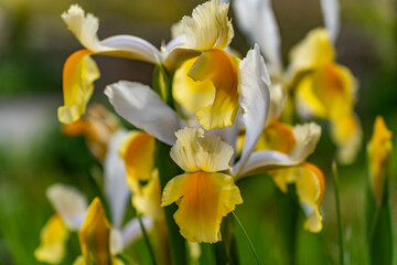 A lovely spring garden in bloom