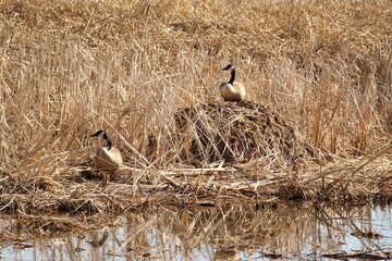 Pair of Canada Geese on a Muskrat House © Debra
