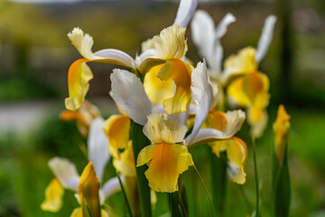 A lovely spring garden in bloom