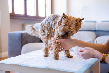 An Unrecognized Woman Wiping His Yorkshire Terrier's Pet Paws With Moistened Wipes. Cleaning And...