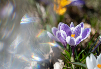 Purple, white and yellow crocuses blooming in sunny spring day with rainbow sun flares on one side to copy space. Feelings of renewal and optimism