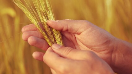 Obraz premium Agriculture. farmer hands hold spikelets of yellow ripe wheat in the field. agriculture business concept. close-up of a farm farmer hands examining sprouts of ears sunset of ripe wheat at in an field
