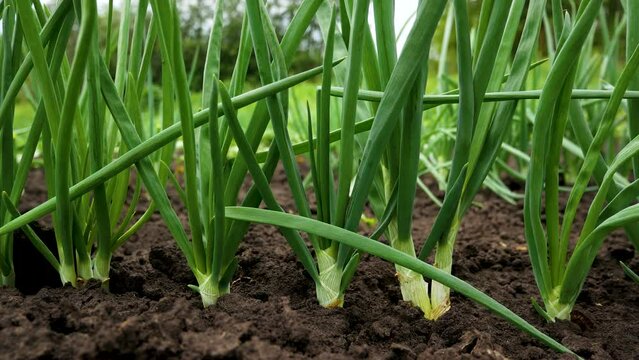 Green onions in the garden. Panorama. Growing fresh vegetables and organic herbs.