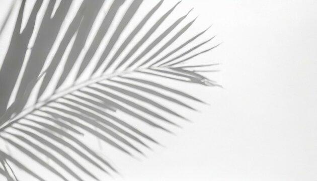 Sunlit Tranquility: Embracing Palm Leaf Shadows
