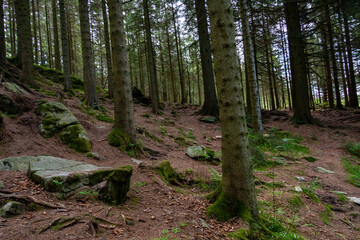 North Scandinavian pine forest, Norway natural travel