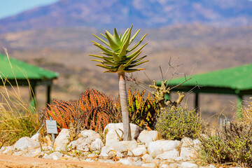 Arid landscape in the Namaqualand region of South Africa