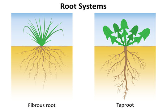Root systems. Fibrous root system and taproot system. Monocots and dicotyledons.