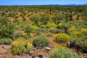 Central Sonora Desert Arizona Wildflowers, Brittlebush and Texas Bluebonnets - 786320626