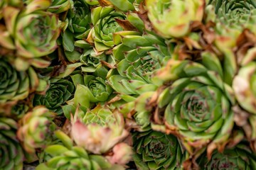 Succulent plants in a botanical garden - close up shot
