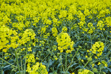 Rapsfelder bei Rüthen Drewer, im Kreis Soest 