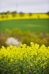 Rapsfelder bei Rüthen Drewer, im Kreis Soest 