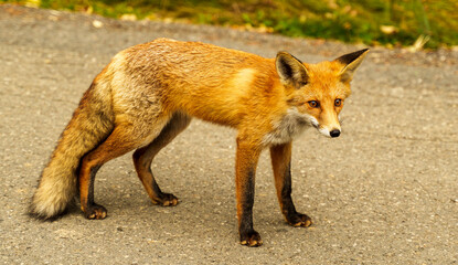 red fox vulpes