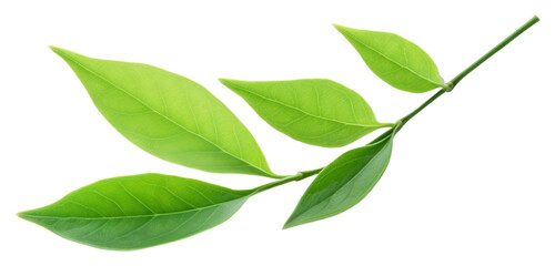 PNG  Green tea leaf plant green herbs