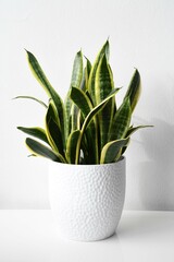 Sansevieria (Dracaena) trifasciata laurentii, aka snake plant or monther-in-laws tongue. Houseplant with green and yellow leaves. Isolated on a white background, in portrait.