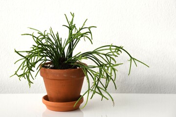 Rhipsalis baccifera, aka mistletoe cactus, succulent houseplant with green foliage. Plant in a terracotta pot with a white background. Landscape orientation.