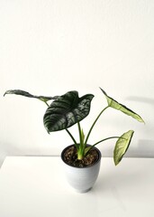 Alocasia houseplant with silver and green leaves. Indoor plant isolated on a white background. Portrait orientation.