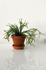 Rhipsalis baccifera, aka mistletoe cactus, succulent houseplant with green foliage. Plant in a terracotta pot with a white background. Portrait orientation.