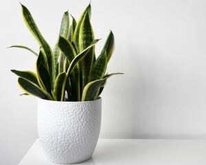 Sansevieria (Dracaena) trifasciata laurentii, aka snake plant or monther-in-laws tongue. Houseplant...