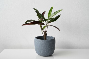 Croton (codiaeum variegatum) with yellow and red variegation, on a white and black background. Houseplant in gray ceramic pot. Long and thin leaves.