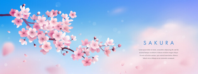 Sakura wallpaper or web banner design template. Vector illustration of realistic blossoming sakura flowers on blue sky background. Vector illustration