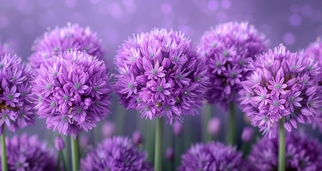 Blossoming purple flowers of chive in the garden - obrazy, fototapety, plakaty