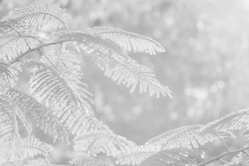 abstract black and white nature background