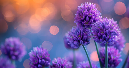 Blossoming purple flowers of chive in the garden - obrazy, fototapety, plakaty