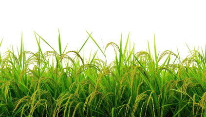 PNG Rice field nature backgrounds landscape