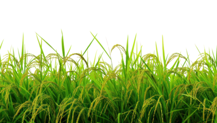 PNG Rice field nature backgrounds landscape