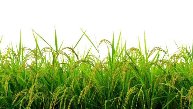 PNG Rice field nature backgrounds landscape