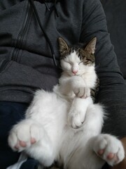 Sleeping little kitten