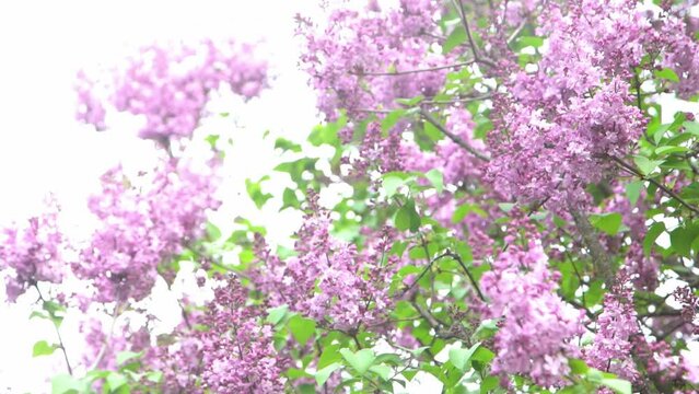 Lilac flowers blooming branch. Garden spring plant, Nature pink flower