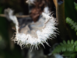 Peltigera membranacea -aka Dog lichen. - 786331641