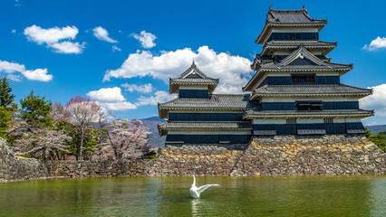 松本城と白鳥　絶景　長野　絶景