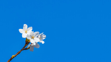 cherry blossoms / spring / blue sky